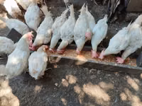 Chickens — Foto 3