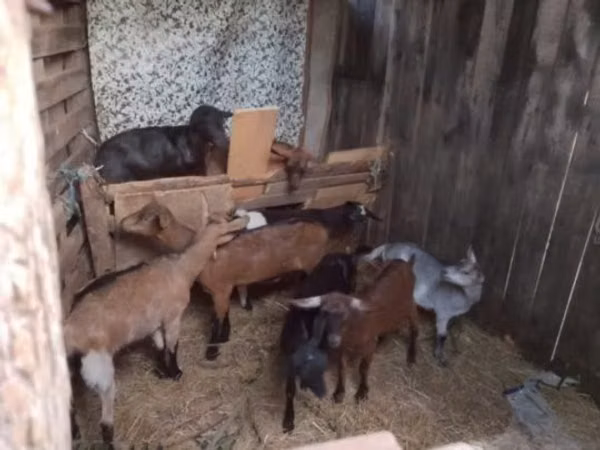Boucs, Chèvres