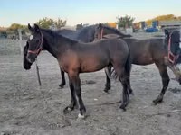 Айғыр, Friesian — 5-сурет