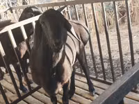 Baran, Aland sheep — zdjęcie 1