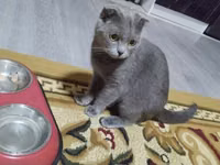 Şotlan erkek — foto 1