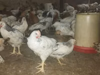 Chickens — foto 1