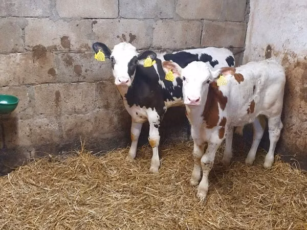 Boğa, Simmental cattle