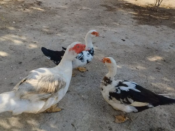Evcil Misk ördeği
