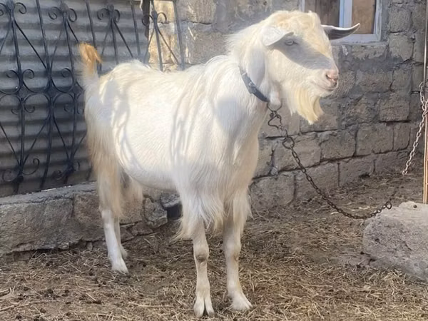Kozioł, Kozy