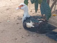 Domestic Muscovy — 2-rasm