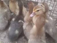 Ducks — zdjęcie 4