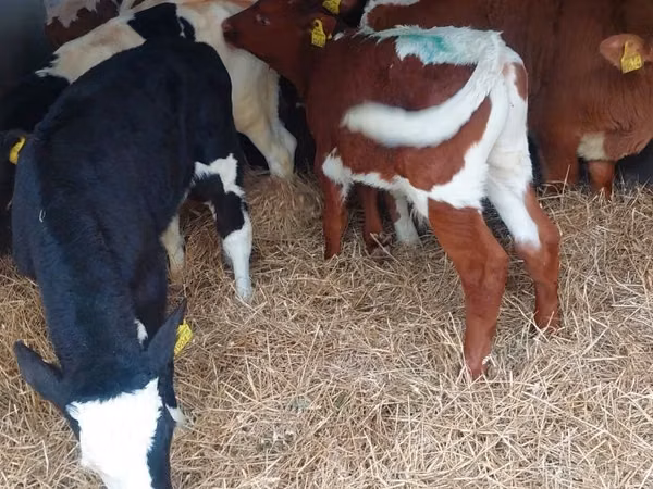 牛只（批次，未指定性别）, Simmental cattle