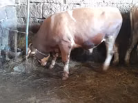Boğa, Simmental cattle — foto 2
