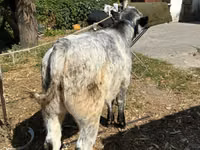 Touro, Ukrainian grey cattle — foto 3