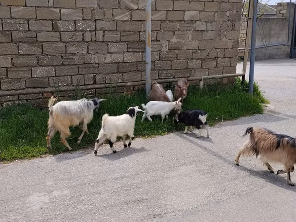 Koza, Kozy — Ázerbájdžán