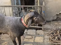 Oveja, Ovejas — foto 2