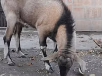 თხა, Nubian Goat — ფოტო 2