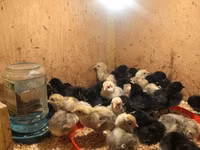 Chickens — foto 1