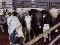 Taureau, Russian Black pied cattle — photo 2