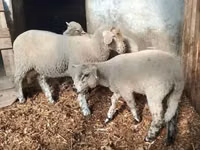 绵羊（批次，未指定性别）, Sheep — 照片 2
