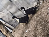 Ducks — 写真 1