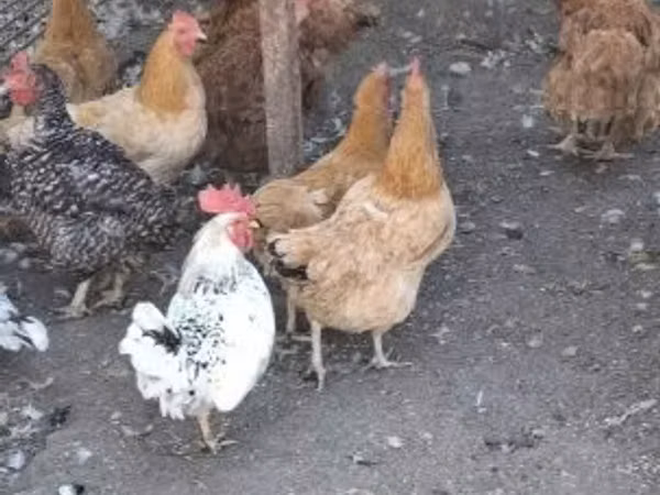 Danimarka tavuğu
