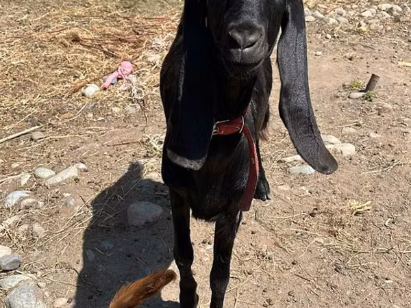 Cabra, Kamori goats