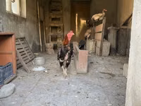 Gallinas Shamo — foto 6