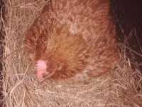 Chickens — photo 1
