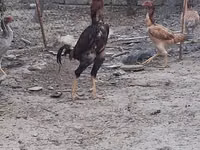 Chickens — foto 6
