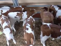 Taureau, Simmental cattle — photo 5