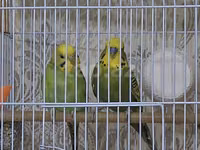Hər şey daxil 35 azn cüt papuqay — сүрөт 1