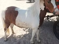 母马, Horses — 照片 3