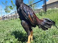 Chickens — foto 6