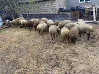 Schafe (Partie, Geschlecht nicht angegeben), Schafe — Foto 2