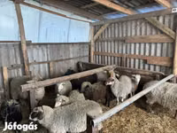 ვერძი, Merino sheep — ფოტო 4