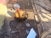Pekin bantam — foto 5