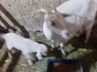 Cabra, Cabras — foto 2