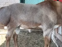 Ram, Rhon sheep — photo 5