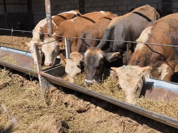 Buğa, Herefod