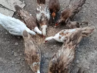 Ducks — Foto 1