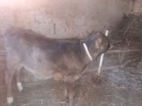 ثور, الماشية — الصورة 2