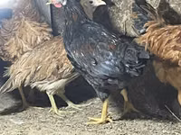 Chickens — foto 7