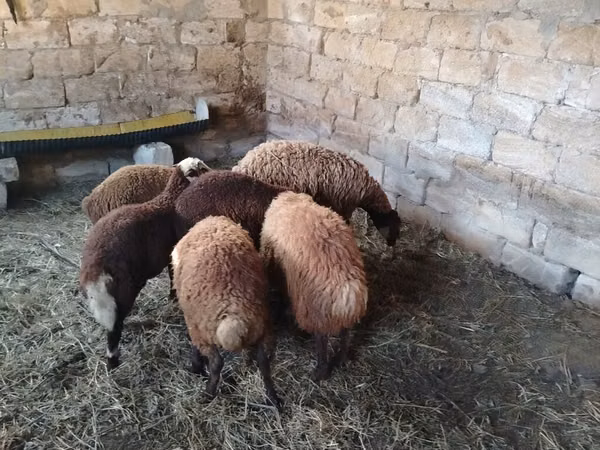 Owce (partia, płeć nieokreślona), Owce
