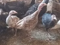 Turkeys — foto 1