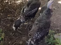 Turkeys — foto 2
