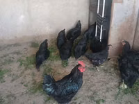 Chickens — Foto 2