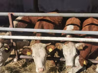 Bovinos (lote, sexo no especificado), Hereford — foto 5