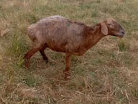 Schaf, Kazakh meat-wool sheep — Foto 1