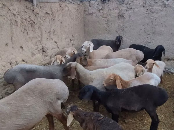 Ovelha, Arashan sheep