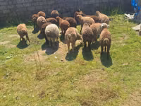 Qoyunlar (partiya, cinsi göstərilməyib), Qoyunlar — foto 4