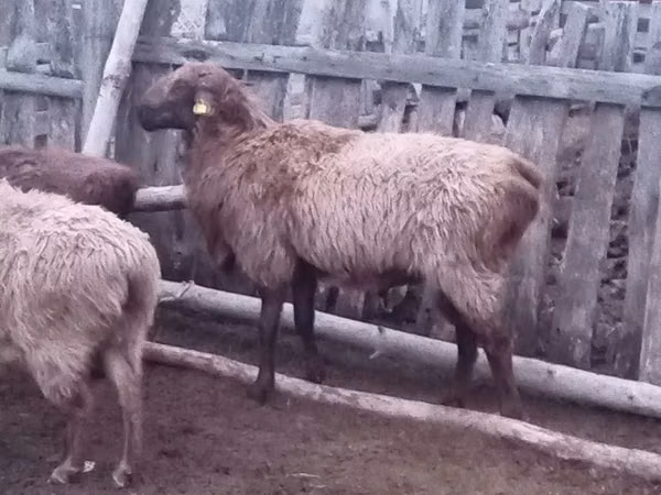 ஆண் ஆடு, Edilbay sheep