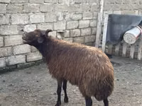 मेढ़ा, Red Karaman sheep — फ़ोटो 3