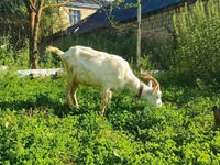 Ziege, Saanen goat — Foto 2
